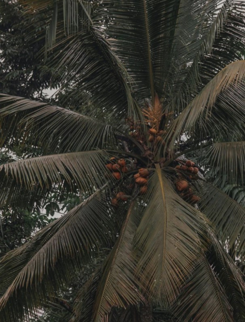 Država štiti potrošaće, sprečava se svako obmanjivanje: Proizvodi od palminog ulja na posebnim policama, kazne drakonske za prekršioce