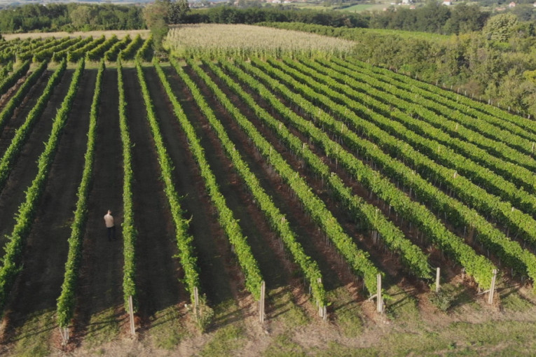 Berba grožđa u srpskoj Toskani u jeku: Iz vinograda Karađorđevića ove godine očekuje se do 25.000 litara najboljeg vina (FOTO)