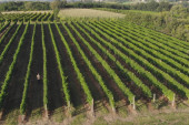 Berba grožđa u srpskoj Toskani u jeku: Iz vinograda Karađorđevića ove godine očekuje se do 25.000 litara najboljeg vina (FOTO)