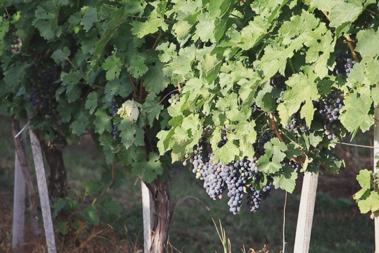 Berba grožđa u srpskoj Toskani u jeku: Iz vinograda Karađorđevića ove godine očekuje se do 25.000 litara najboljeg vina (FOTO)