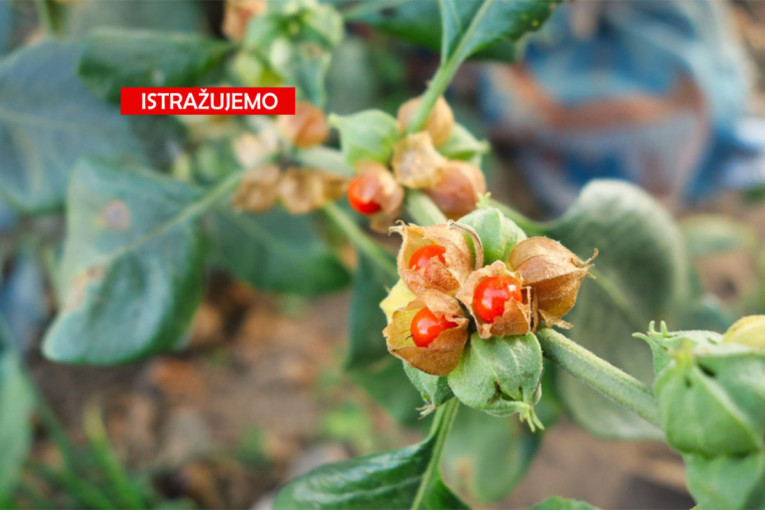 Srbi hrle po prirodni lek: Biljka koja briše stres postala prava pomama!