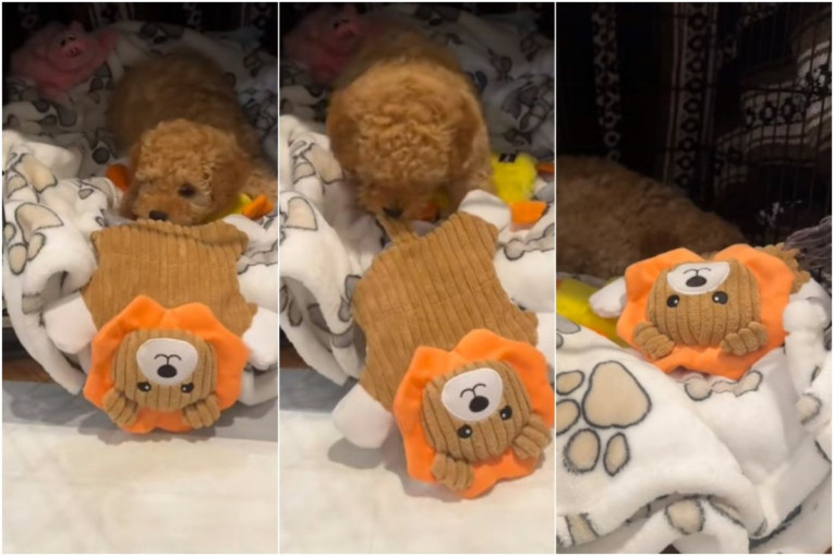 Internet se topi zbog Mušija: Kada krene na spavanje, ovaj psić se sam ušuška u svoje ćebence sa dinosaurisima (VIDEO)