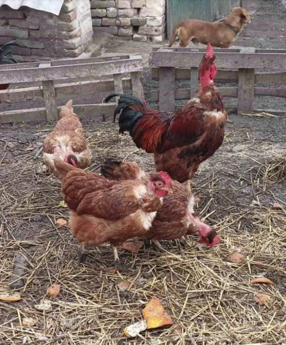 Jači od hibrida! Zoran spasio gološijana iz Banata (FOTO)