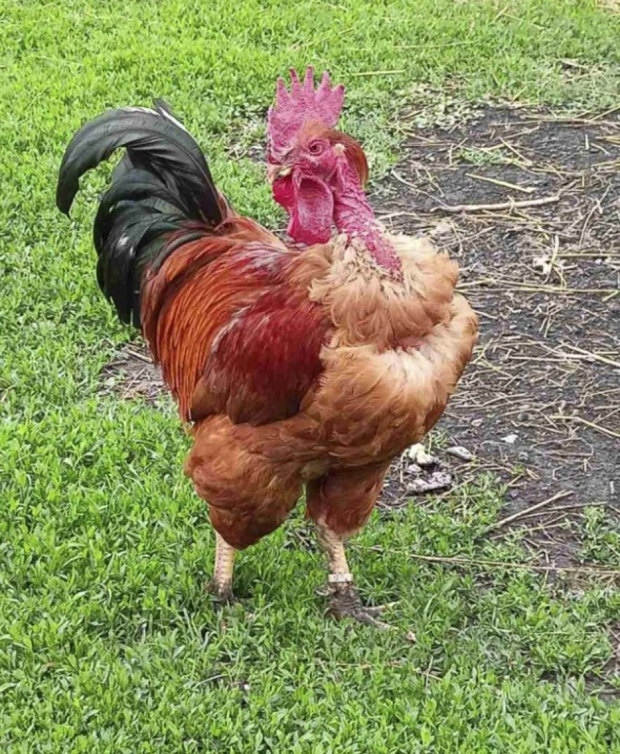 Jači od hibrida! Zoran spasio gološijana iz Banata (FOTO)