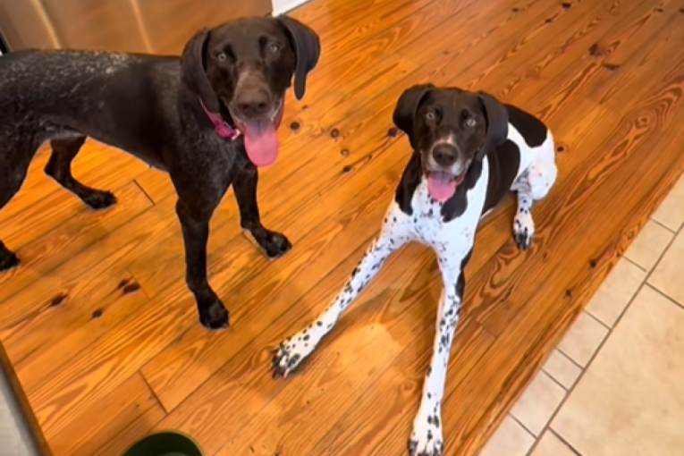 Budite na oprezu: Kako zaštiti psa od mogućih opasnosti koje vrebaju tokom jesenje šetnje?