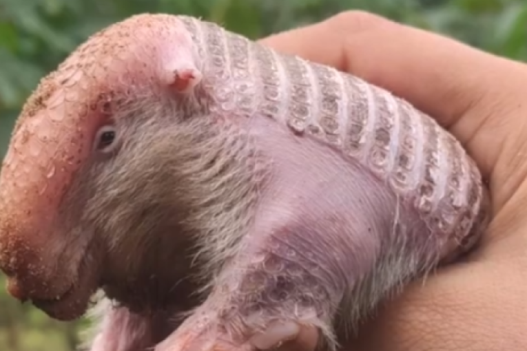 Izgleda kao da je iz bajke: Roze stvorenje fascinira naučnike svojim načinom života