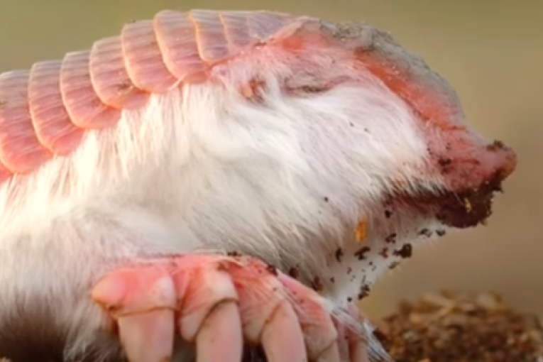 Izgleda kao da je iz bajke: Roze stvorenje fascinira naučnike svojim načinom života