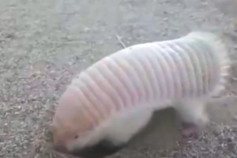 Izgleda kao da je iz bajke: Roze stvorenje fascinira naučnike svojim načinom života