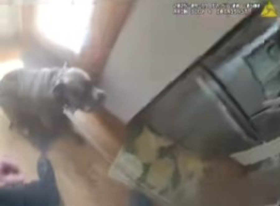 Kako je jedan pametni pas pomogao policiji da ga spase iz kuće u plamenu (VIDEO)