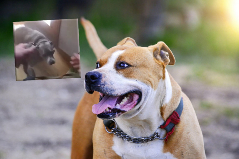 Kako je jedan pametni pas pomogao policiji da ga spase iz kuće u plamenu (VIDEO)