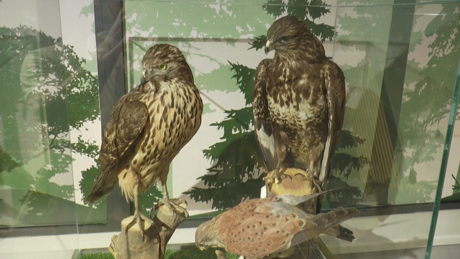 Tokom vikenda besplatan obilazak Prirodnjačkog centra u Ovčar Banji! Izloženi eksponati retkih i zaštićenih vrsta ptica (FOTO)