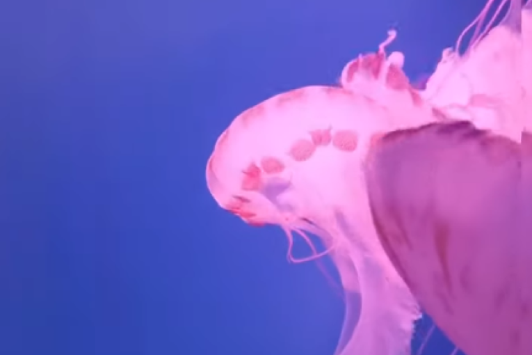 More izbacilo neobična stvorenja na obalu: Njihovi pipci dostižu i do 20 metara (FOTO)