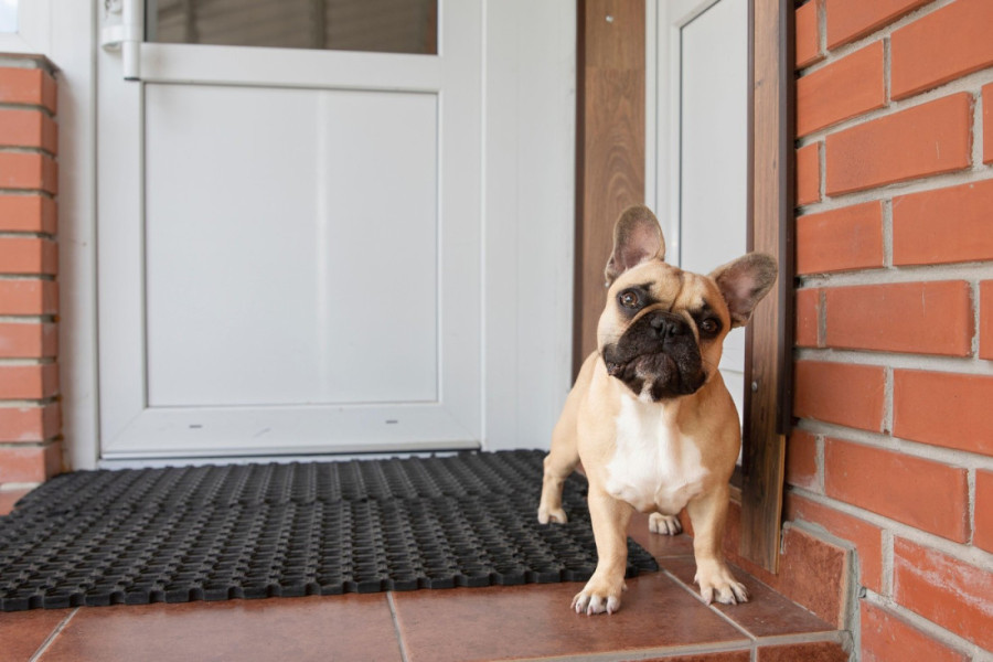 Veterinar otkrio zašto psi naginju glavu u stranu dok im pričamo