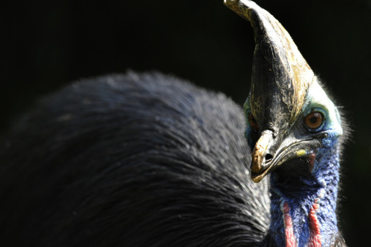 Nemojte da se uplašite: Tri najčudnije ptice na svetu izgledaju kao da su izašle iz horor filma (FOTO)