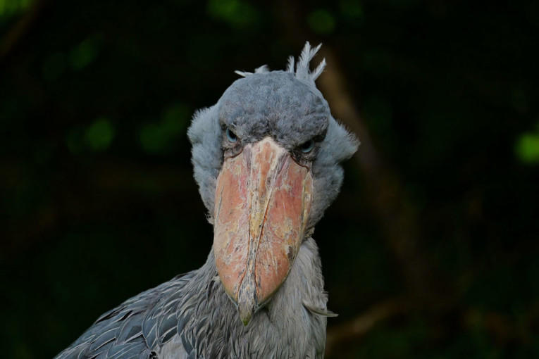 Nemojte da se uplašite: Tri najčudnije ptice na svetu izgledaju kao da su izašle iz horor filma (FOTO)