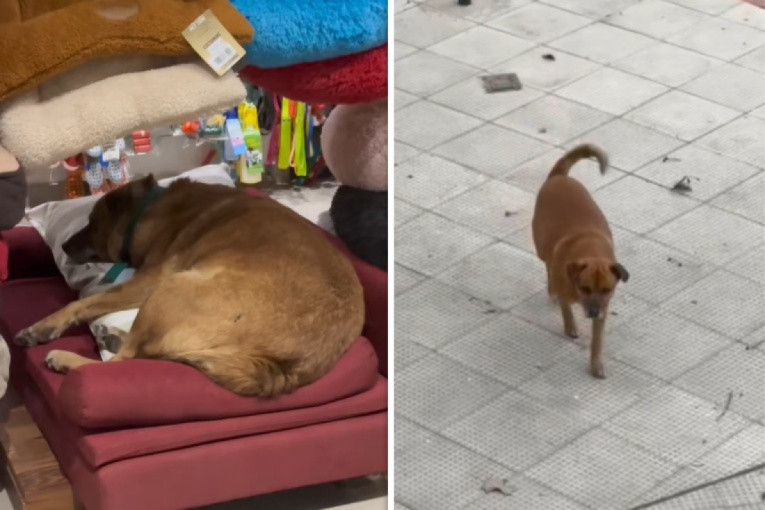 Nema vlasnika, ali ima ceo komšiluk: Upoznajte Osita, psa koji je našao svoj dom u prodavnici za ljubimce (VIDEO)