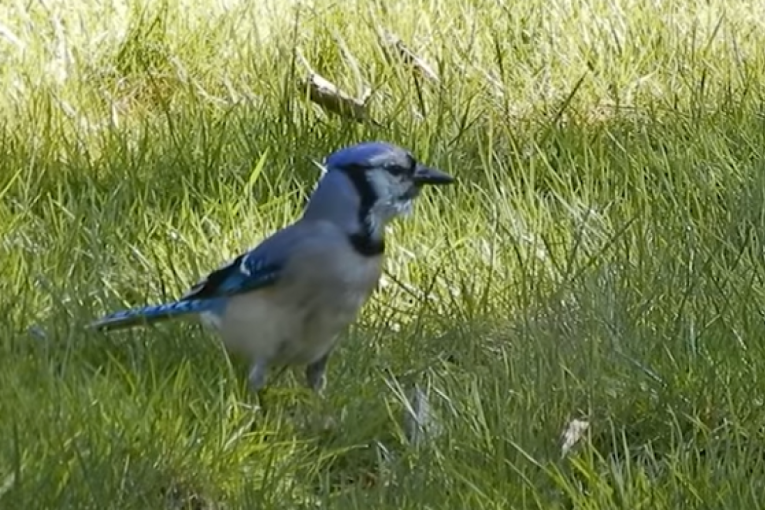 Plava i zelena sojka postale roditelji: Naučnici otkrili neverovatnog hibrida (FOTO)