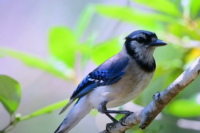 Plava i zelena sojka postale roditelji: Naučnici otkrili neverovatnog hibrida (FOTO)
