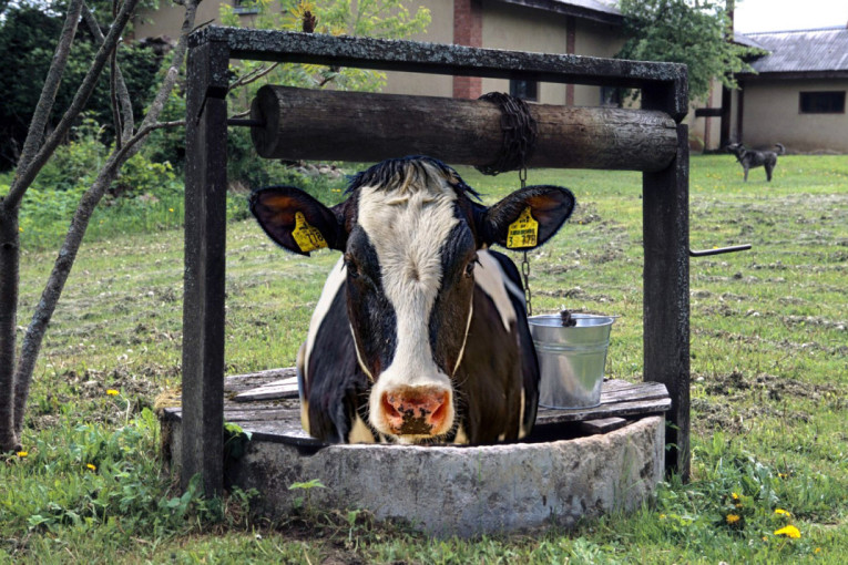 Akcija za pamćenje: Krava završila u bunaru, vatrogasci i gorska služba je izvukli u ponoć