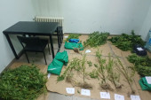 Bizarno hapšenje kod Kraljeva: Policija ga zatekla dok je brao kanabis
