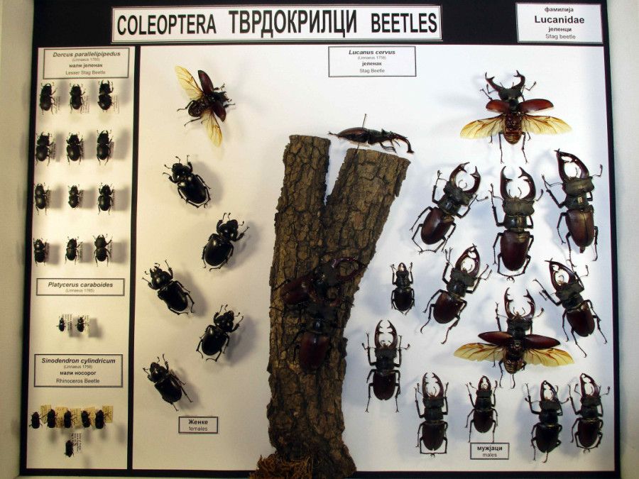 Prirodnjački muzej u Beogradu otvara izložbu: Kroz svet insekata Srbije II