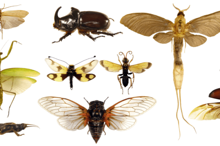 Prirodnjački muzej u Beogradu otvara izložbu: Kroz svet insekata Srbije II