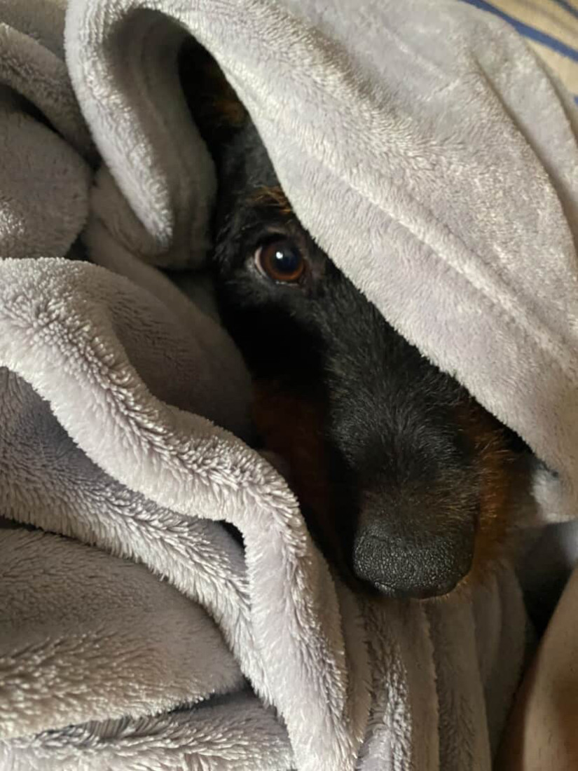 Nećete moći da mrdnete bez njih: Tri rase pasa koje važe za najveće maze