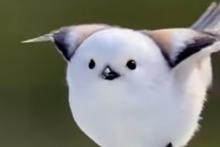 Stiže sa severa Japana: Izgleda kao loptica od pamuka i nosi titulu najslađe ptice na svetu