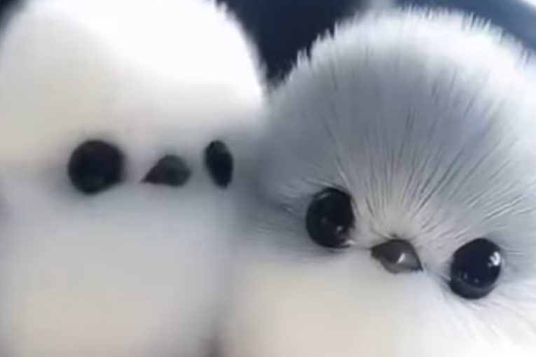 Stiže sa severa Japana: Izgleda kao loptica od pamuka i nosi titulu najslađe ptice na svetu