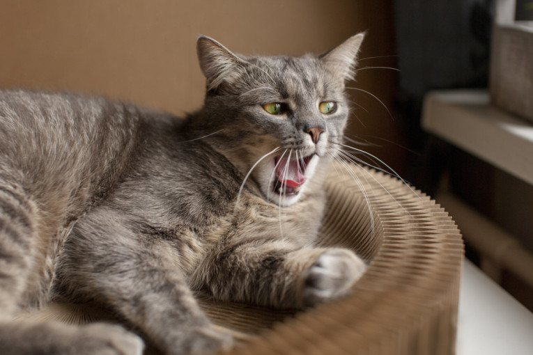 Mačka stalno obara stvari sa stola? Iznenadiće vas šta stoji iza toga, a rešenje je jednostavnije nego što mislite
