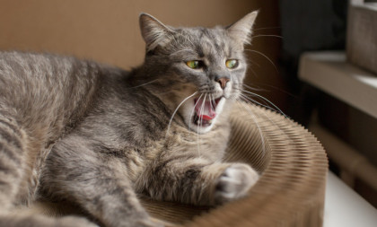 Ako vaša mačka radi ove stvari, možda je usamljena: Znakovi koje vlasnici često ignorišu