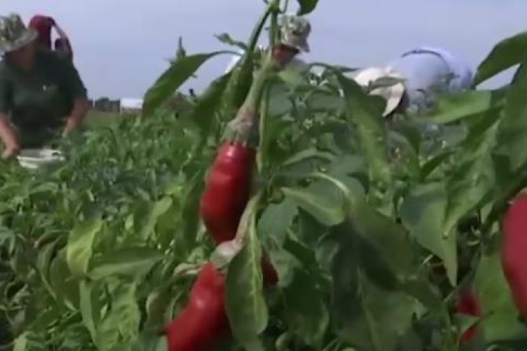 Uložite pametno: Crveno zlato Srbije donosi zaradu već prve sezone!