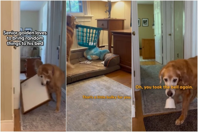 Stariji retriver skuplja predmete iz kuće i nosi ih u svoj krevet: Razlog će vas rasplakati (VIDEO)