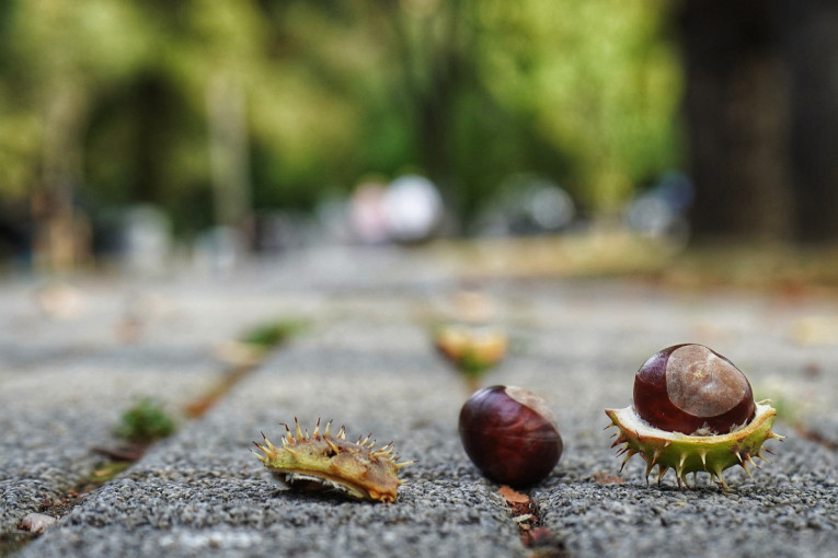 Tri godišnja doba u novembru: Od Miholjskog leta do prvih pahulja