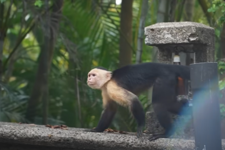 Avion pretvoren u luksuzni hotel: Spavajte usred prašume i  probudite se među majmunima (FOTO)