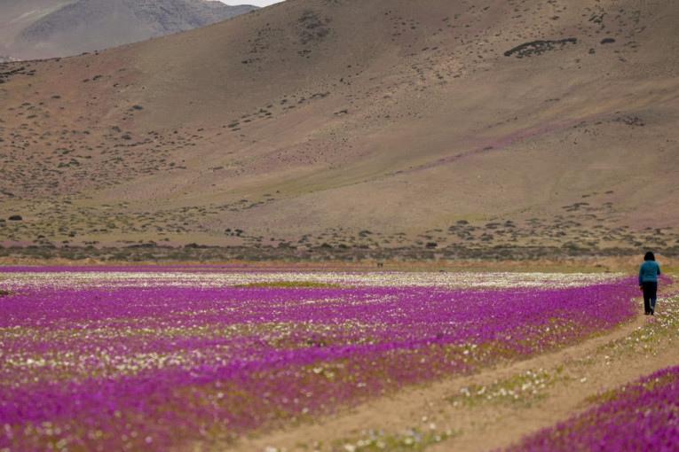 Najsuvlja pustinja na svetu procvetala: Malo kiše obojilo sivilo, prizori su nestvarni (VIDEO)