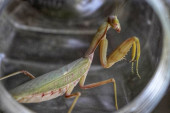 Izgledaju zastrašujuće! Građani u panici zbog najezde nove vrste bogomoljki: Krupnija, brža i sve je više ima po Srbiji!