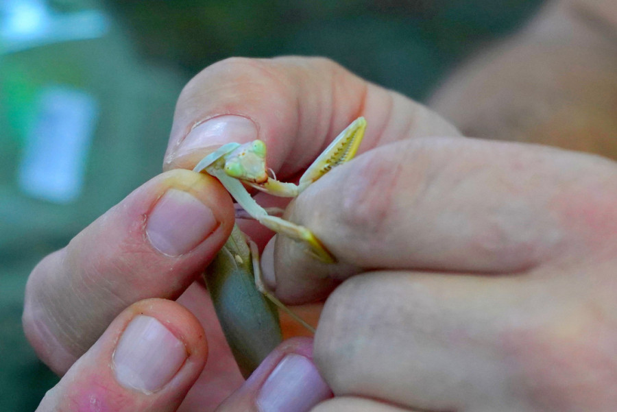 Izgledaju zastrašujuće! Građani u panici zbog najezde nove vrste bogomoljki: Krupnija, brža i sve je više ima po Srbiji!