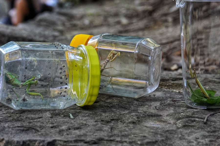 Izgledaju zastrašujuće! Građani u panici zbog najezde nove vrste bogomoljki: Krupnija, brža i sve je više ima po Srbiji!