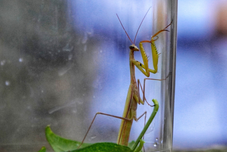 Izgledaju zastrašujuće! Građani u panici zbog najezde nove vrste bogomoljki: Krupnija, brža i sve je više ima po Srbiji!
