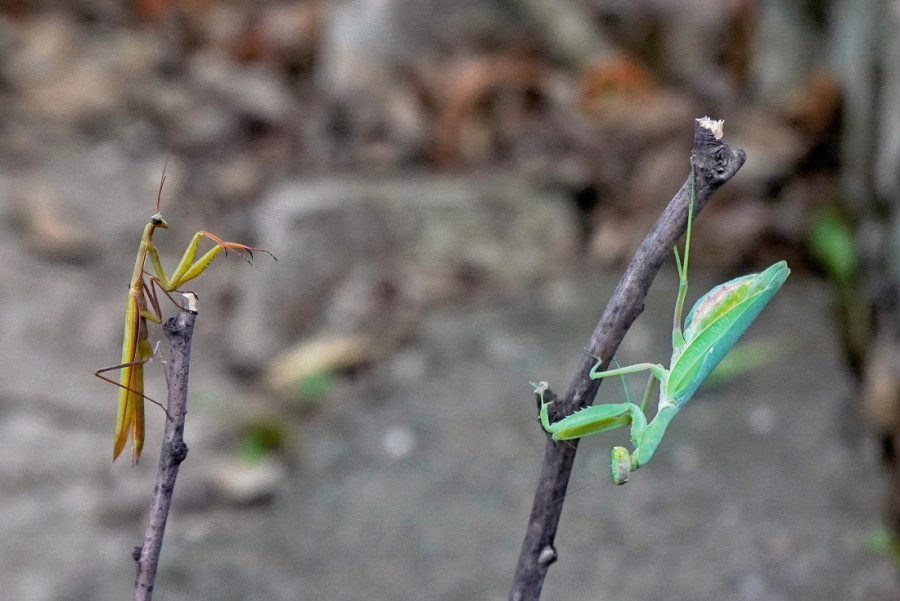 Izgledaju zastrašujuće! Građani u panici zbog najezde nove vrste bogomoljki: Krupnija, brža i sve je više ima po Srbiji!