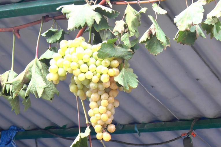 Kilogram grožđa na tezgi 200 dinara, domaće vino 400 po litru: Srpska Toskana ovog vikedna slavi - na hiljade ljudi dolazi u Topolu (FOTO)