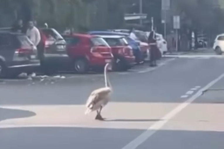 Neviđena scena na Dorćolu! Neobični pešak prošetao ulicama (FOTO)