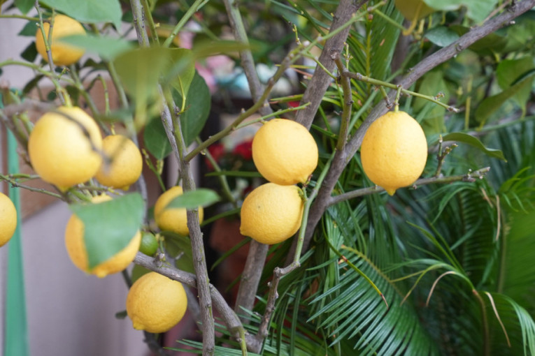 Milan uzgaja kivi u podnožju Tare: Rodilo preko 100 kilograma, tropsko voće opstaje i u Srbiji! (FOTO/VIDEO)