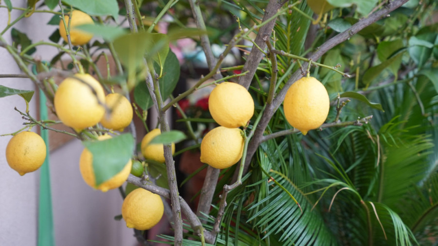 Velika potražnja za ogrevom i peletom u Srbiji: Cene rastu, stovarišta opustošena!