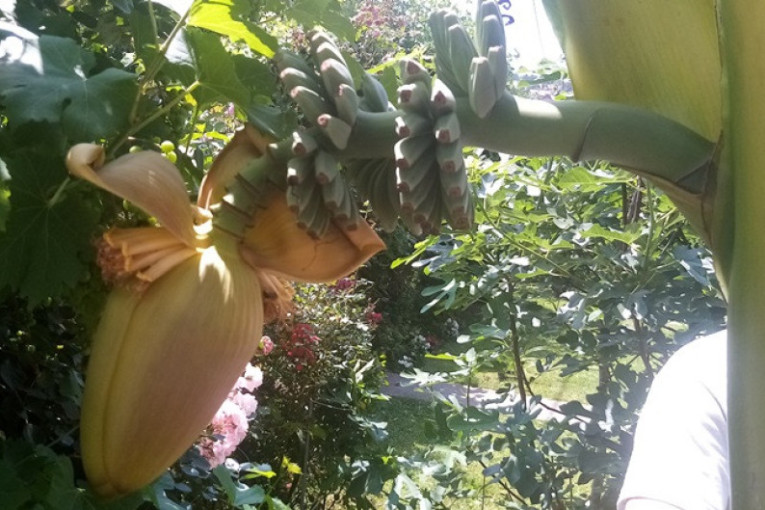 Milan uzgaja kivi u podnožju Tare: Rodilo preko 100 kilograma, tropsko voće opstaje i u Srbiji! (FOTO/VIDEO)