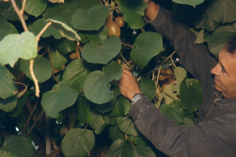 Milan uzgaja kivi u podnožju Tare: Rodilo preko 100 kilograma, tropsko voće opstaje i u Srbiji! (FOTO/VIDEO)