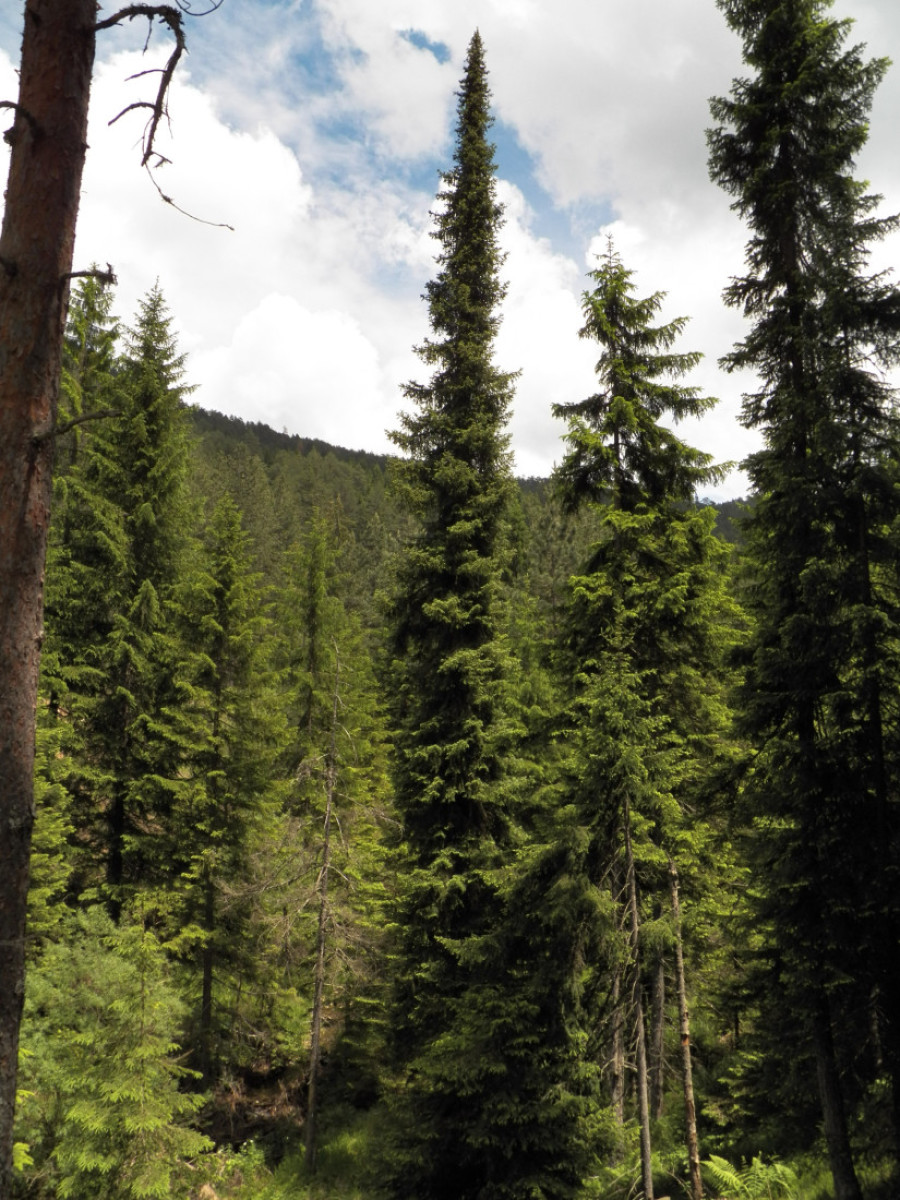 Čuvena Pančićeva omorika u opasnosti od nestajanja, čini se sve da se ova vrsta spasi!
