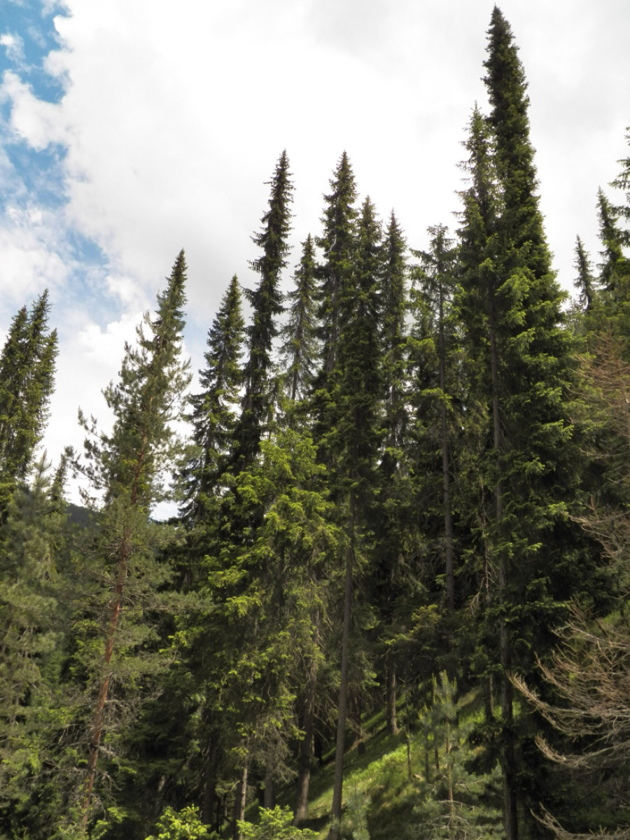 Čuvena Pančićeva omorika u opasnosti od nestajanja, čini se sve da se ova vrsta spasi!