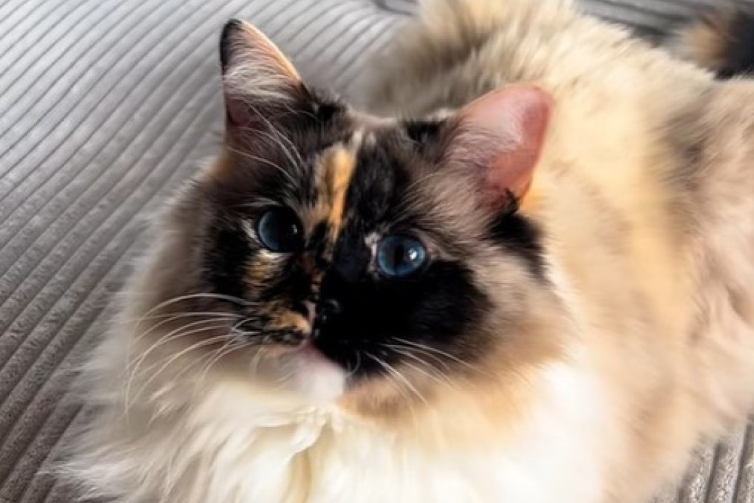 Upoznajte Big Mutu: Preslatku ženkicu bigla koja je svojim izrazima lica nasmejala na hiljade ljudi širom sveta (FOTO/VIDEO)